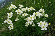 80 Bouquet di anemoni narcissini !